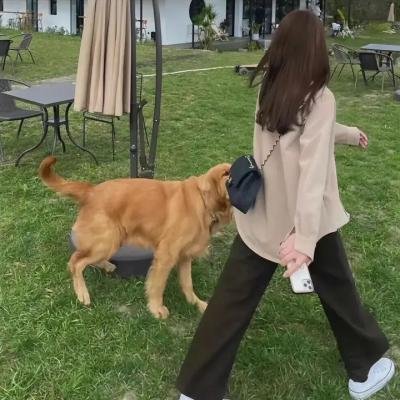 恐龙当家粤语